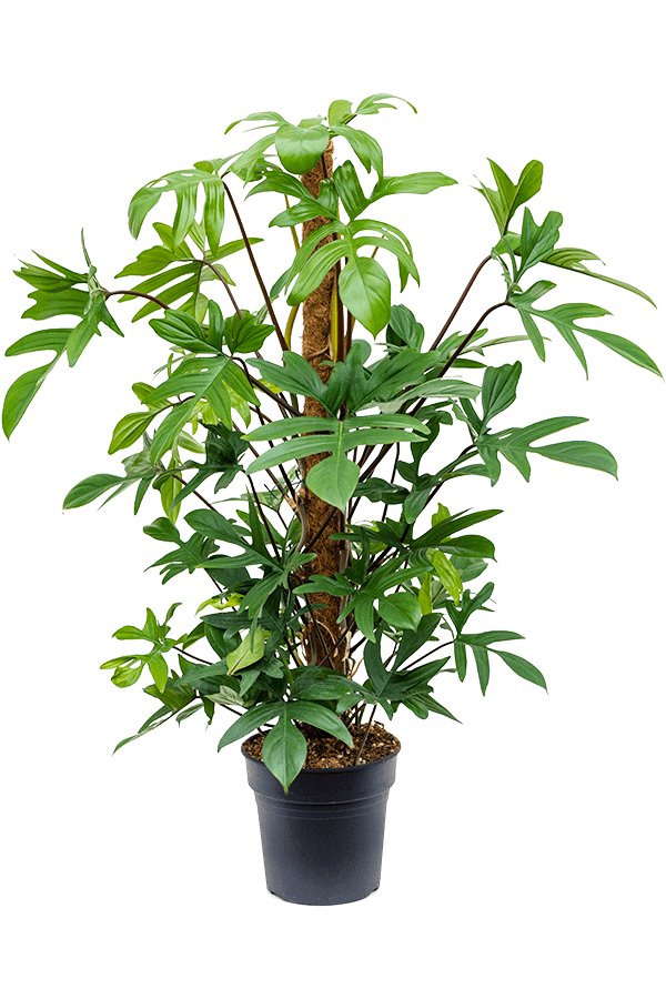 Philodendron Pedatum