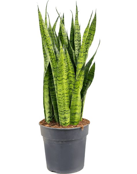 Sansevieria