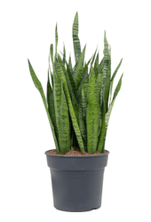 Sansevieria Zeylanica