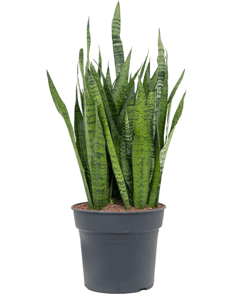Sansevieria