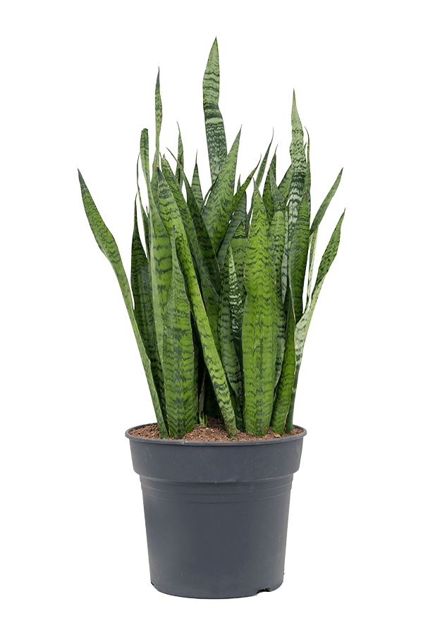 Sansevieria Zeylanica