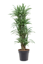 Dracaena Deremensis Warneckei