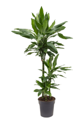 Dracaena Fragrans Janet Lind