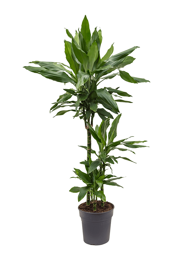 Dracaena Fragrans Janet Lind