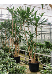 Dracaena Gymea (420-480)