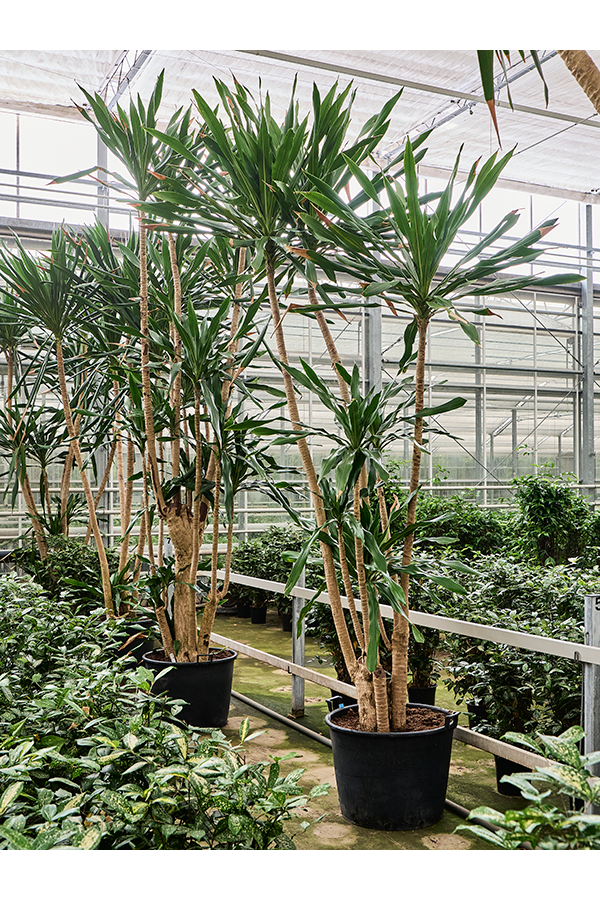 Dracaena Gymea (420-480)