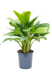 Aglaonema Stripes