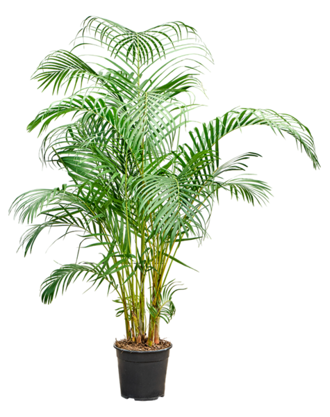 Dypsis