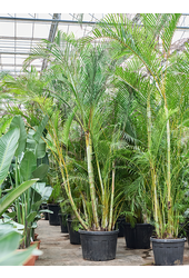 Dypsis (Areca) Lutescens