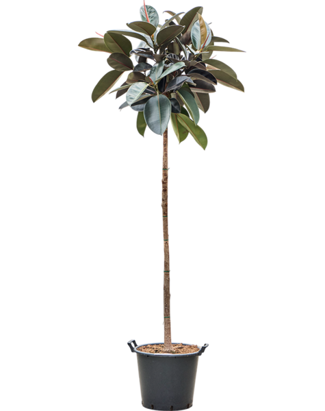 Ficus
