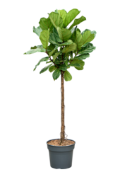 Ficus Lyrata