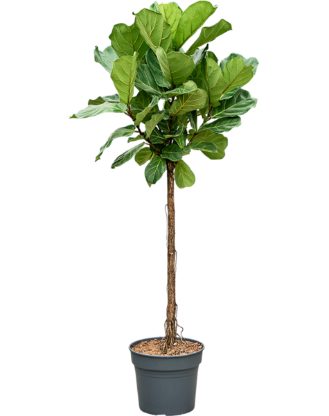 Ficus