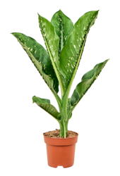 Dieffenbachia Seguine Caiman