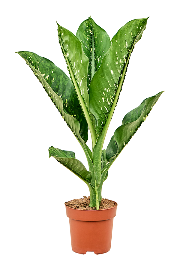 Dieffenbachia Seguine Caiman