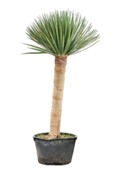 Dracaena Draco Compact
