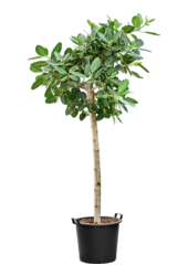 Ficus Benghalensis Audrey