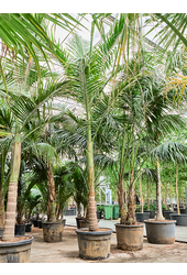 Archontophoenix Alexandrae (400-500)