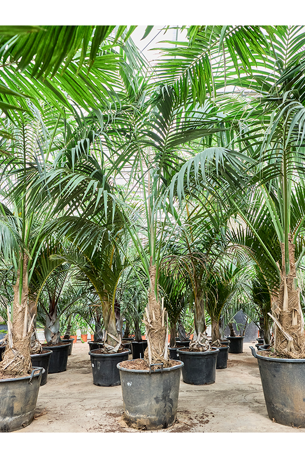 Kentia (Howea) Forsteriana (300-380)