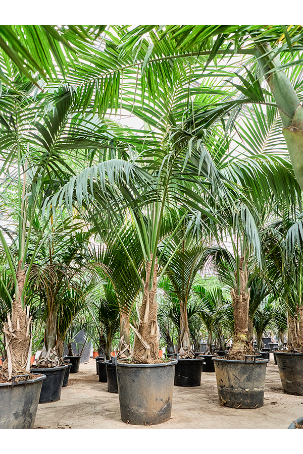 Kentia (Howea) Forsteriana (360-420)