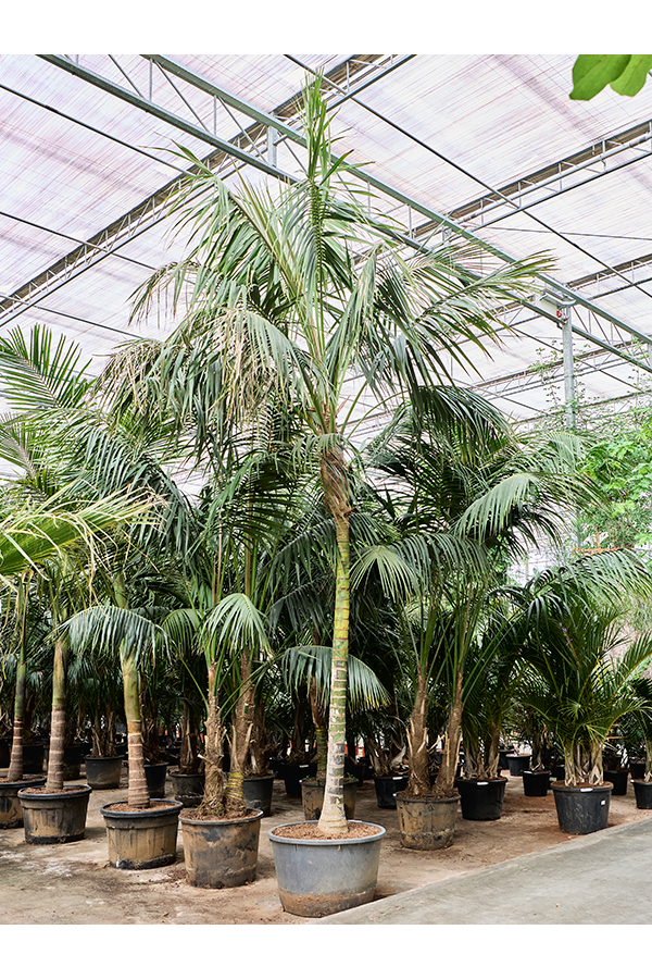 Kentia (Howea) Forsteriana