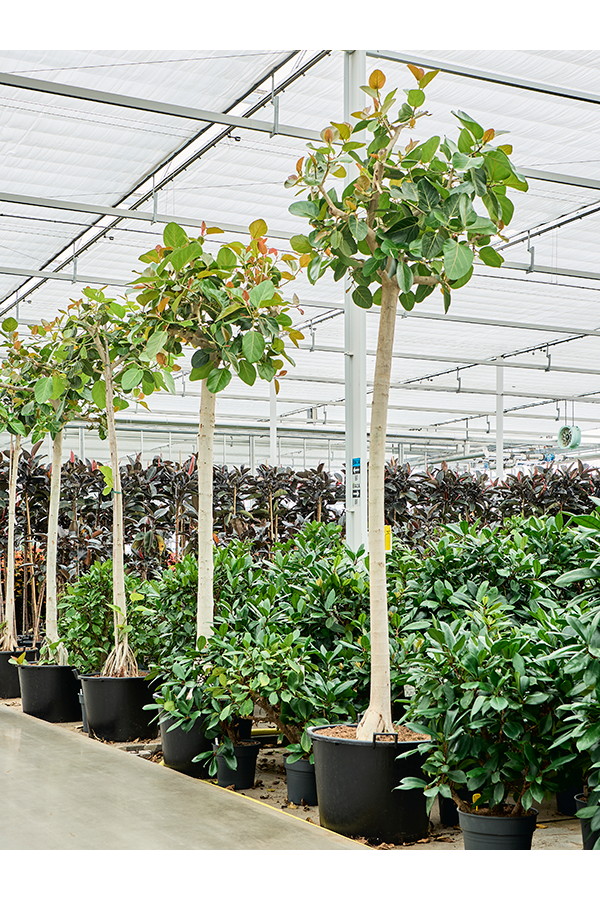 Ficus Benghalensis (400-450)