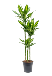 Dracaena Fragrans Cintho