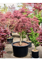 Acer Pal. Diss. Stella Rossa