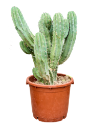 Myrtillocactus Geometrizans