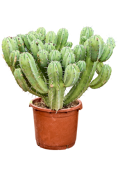 Myrtillocactus Geometrizans