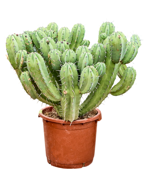Myrtillocactus