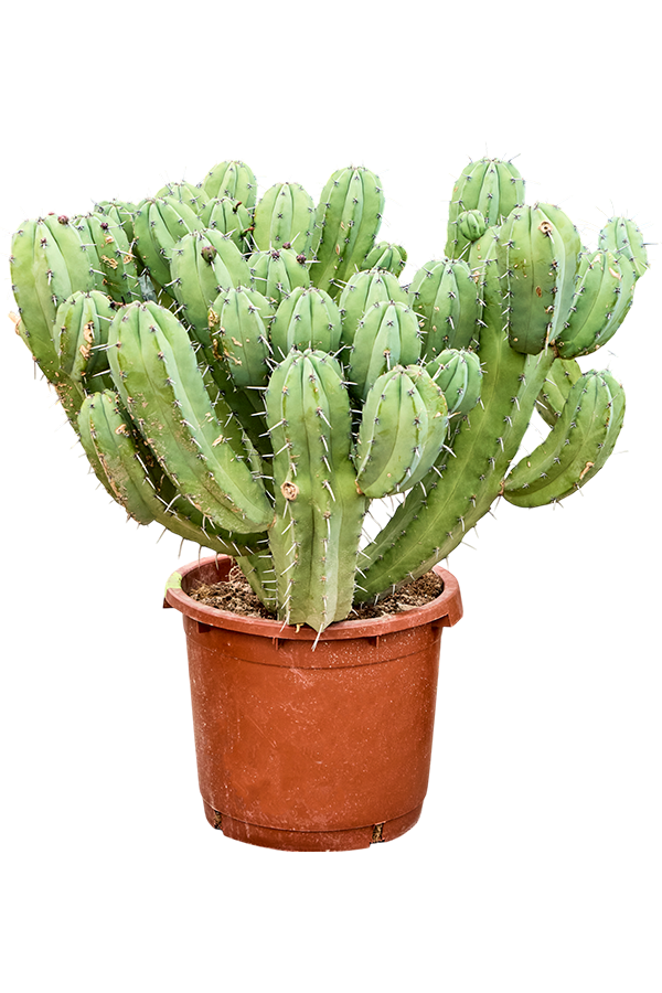Myrtillocactus Geometrizans