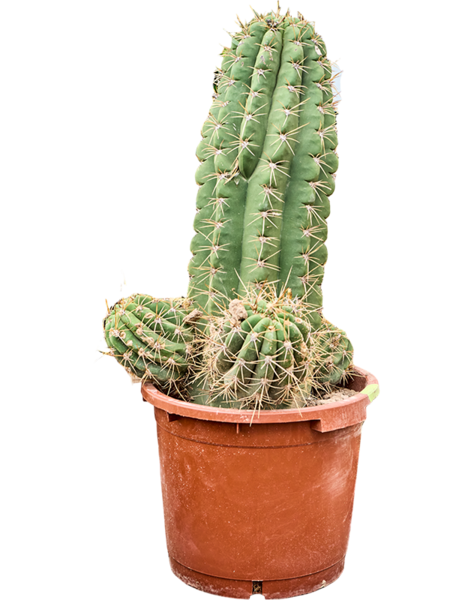 Echinopsis