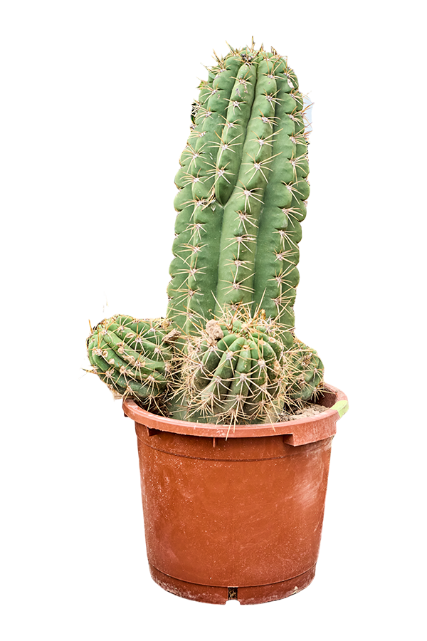 Echinopsis Atacamensis Pasacana