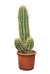 Echinopsis Atacamensis Pasacana (130-150)