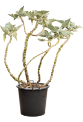 Kalanchoe Beharensis (160-180)