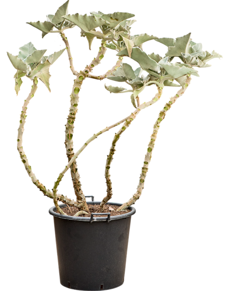 Kalanchoe
