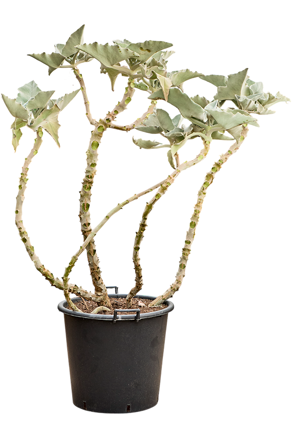 Kalanchoe Beharensis (160-180)
