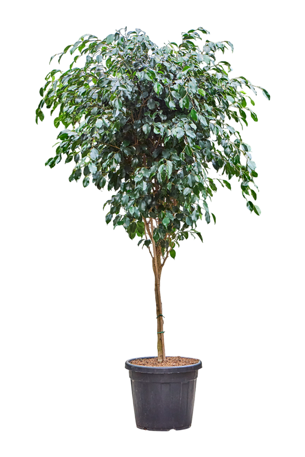 Ficus Benjamina Danielle (140-150)