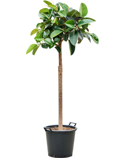 Ficus
