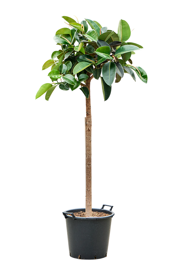 Ficus Elastica Robusta