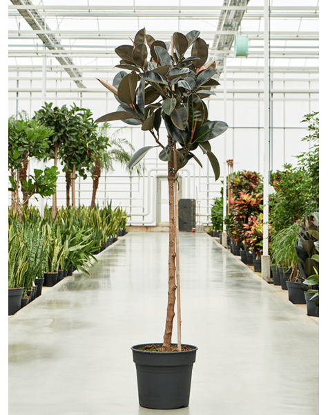 Ficus