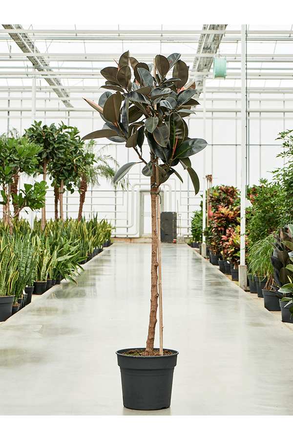 Ficus Elastica Abidjan