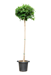 Ficus Microcarpa Nitida