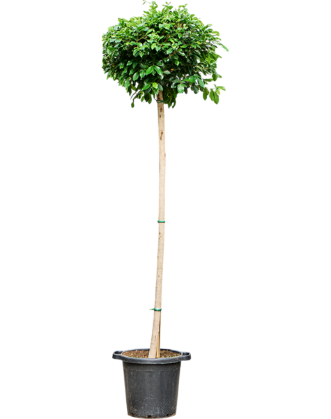 Ficus