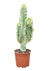 Euphorbia Erytrea Variegata