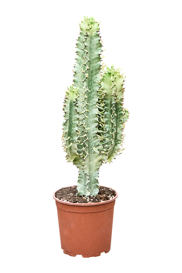 Euphorbia Erytrea Variegata