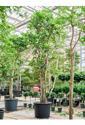 Ficus Lyrata