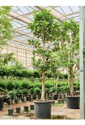 Ficus Lyrata