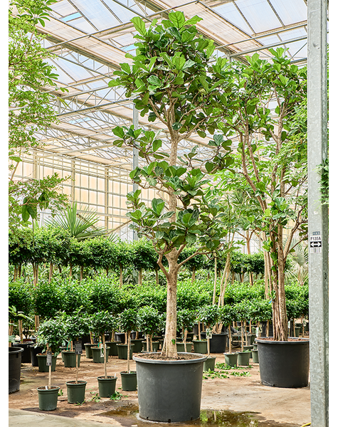 Ficus