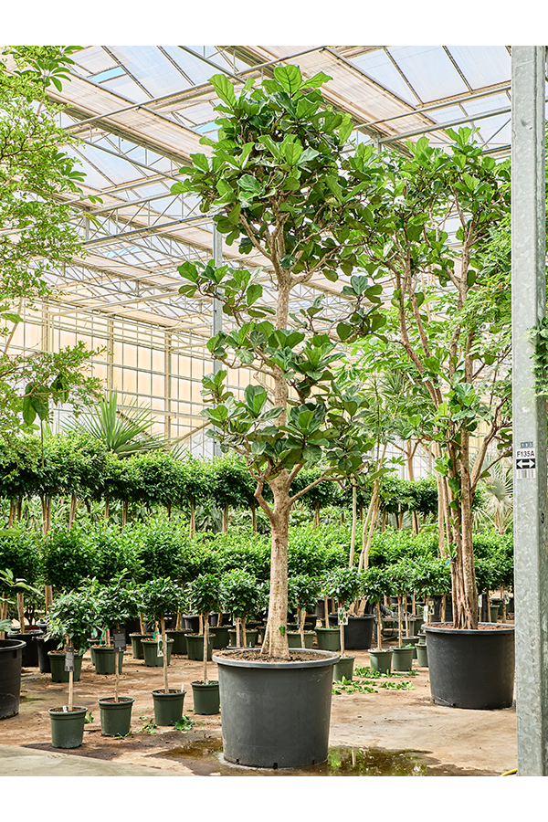 Ficus Lyrata
